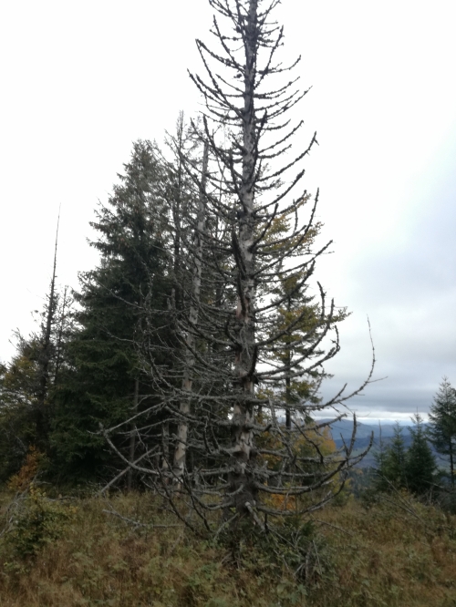 201710310929560.spomienkovy_pochod_3_roc_8_10_2017_052