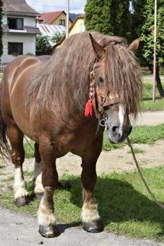 Fotografia: NAJ DEDINKA SLOVENSKA - nedeľa