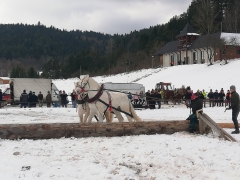 Furmanské preteky -  "Kamienska podkova" 15. ročník – fotografia 40