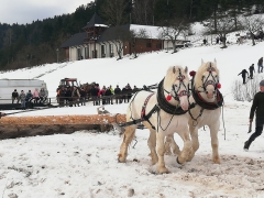 Furmanské preteky -  "Kamienska podkova" 15. ročník – fotografia 41
